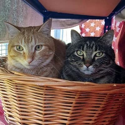 KYLO & MILO – Freigänger, male mixed breed for adoption at Aargauischer Tierschutzverein ATs