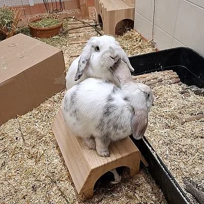 PÜNKTCHEN & ANTON, male mixed breed for adoption at Aargauischer Tierschutzverein ATs