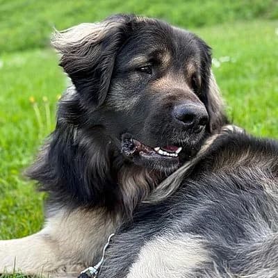 AMUR, schwarz male puppy mixed breed for adoption at Aargauischer Tierschutzverein ATs, Zug (Allenwinden & Neuheim)