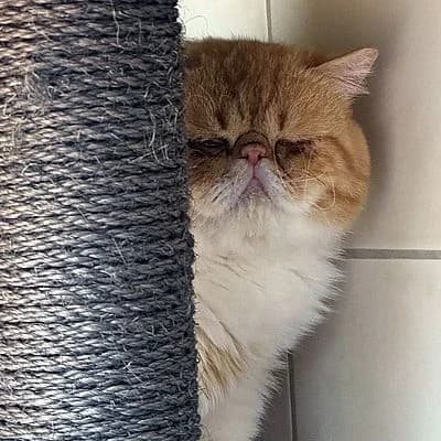 FLIPS –, rot male puppy Persian for adoption at Aargauischer Tierschutzverein ATs, Zug (Allenwinden & Neuheim)