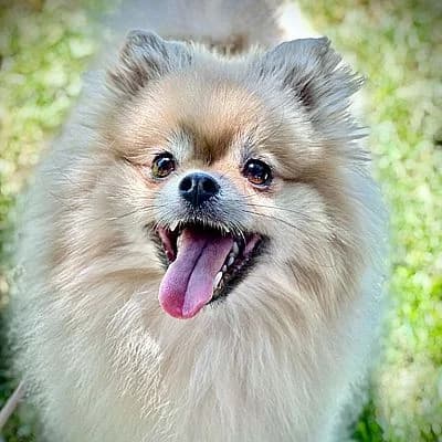 TOKIO, beige female puppy Pomeranian for adoption at Aargauischer Tierschutzverein ATs, Zug (Allenwinden & Neuheim)