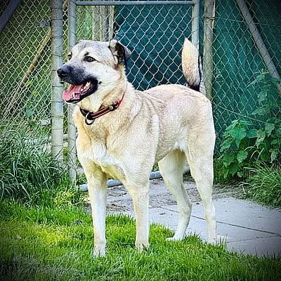 LIKA – Patentier – ist im Probewohnen, beige female puppy Mixed Breed for adoption at Aargauischer Tierschutzverein ATs, Zug (Allenwinden & Neuheim)