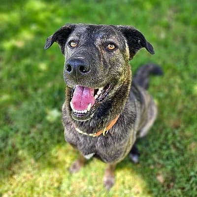 NELLI – Patentier, gestromt female 4yo Mixed Breed for adoption at Aargauischer Tierschutzverein ATs, Zug (Allenwinden & Neuheim)