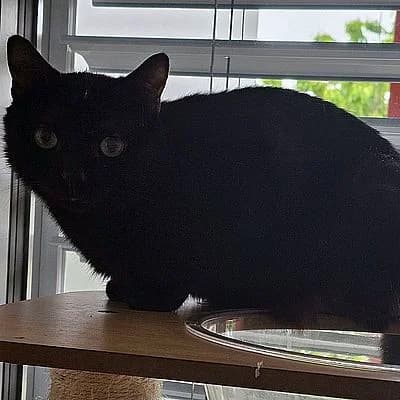 SPEEDY –, schwarz male 3yo mixed breed for adoption at Aargauischer Tierschutzverein ATs, Zug (Allenwinden & Neuheim)