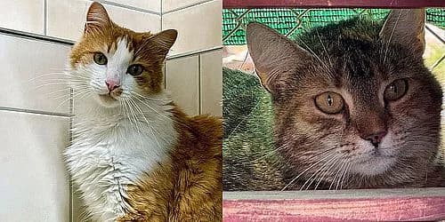 BILLY &, rot male 5yo mixed breed for adoption at Aargauischer Tierschutzverein ATs, Zug (Allenwinden & Neuheim)