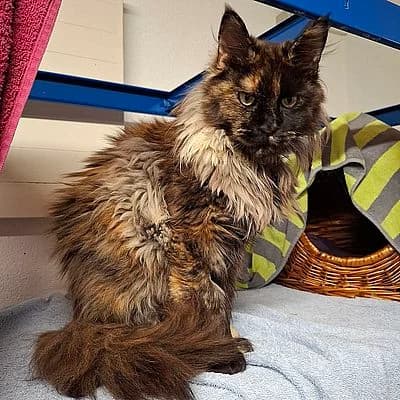 BEAUTY –, weiss female puppy Maine Coon for adoption at Aargauischer Tierschutzverein ATs, Zug (Allenwinden & Neuheim)