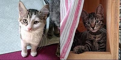 BERYLL &, getigert male puppy mixed breed for adoption at Aargauischer Tierschutzverein ATs, Zug (Allenwinden & Neuheim)
