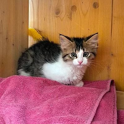 AVERY- Findeltier –, getigert female puppy mixed breed for adoption at Aargauischer Tierschutzverein ATs, Zug (Allenwinden & Neuheim)