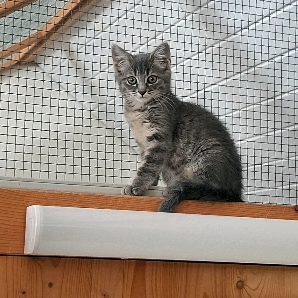 ALLY- Findeltier –, getigert female puppy mixed breed for adoption at Aargauischer Tierschutzverein ATs, Zug (Allenwinden & Neuheim)
