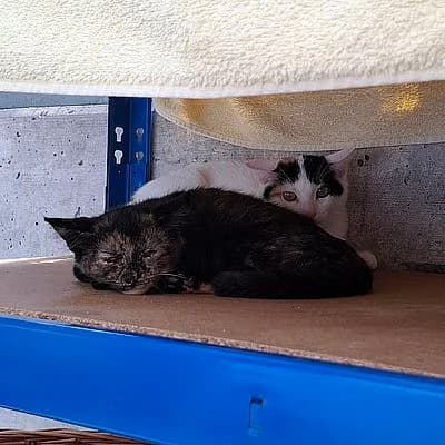 DESTINY- Freigänger – Patentier – zur Zeit keine Vermittlung möglich, female mixed breed for adoption at Aargauischer Tierschutzverein ATs, Zug (Allenwinden & Neuheim)