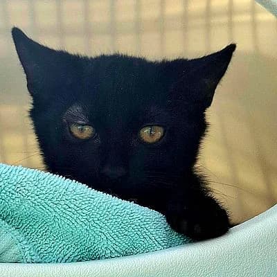 DONUT – Freigänger – Patentier – zur Zeit keine Vermittlung möglich, male mixed breed for adoption at Aargauischer Tierschutzverein ATs, Zug (Allenwinden & Neuheim)
