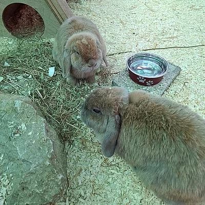 DAISY & LEONARDO, beige male 4yo mixed breed for adoption at Aargauischer Tierschutzverein ATs, Zug (Allenwinden & Neuheim)