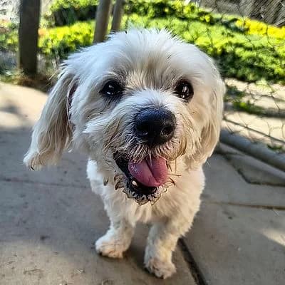 CHICCO –, weiss male senior Maltese for adoption at Aargauischer Tierschutzverein ATs, Zug (Allenwinden & Neuheim)