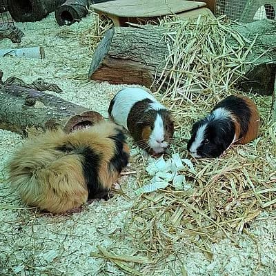 BRONCE TIGER, WHITE BERRY & BROWNIE, hellbraun male mixed breed for adoption at Aargauischer Tierschutzverein ATs, Zug (Allenwinden & Neuheim)