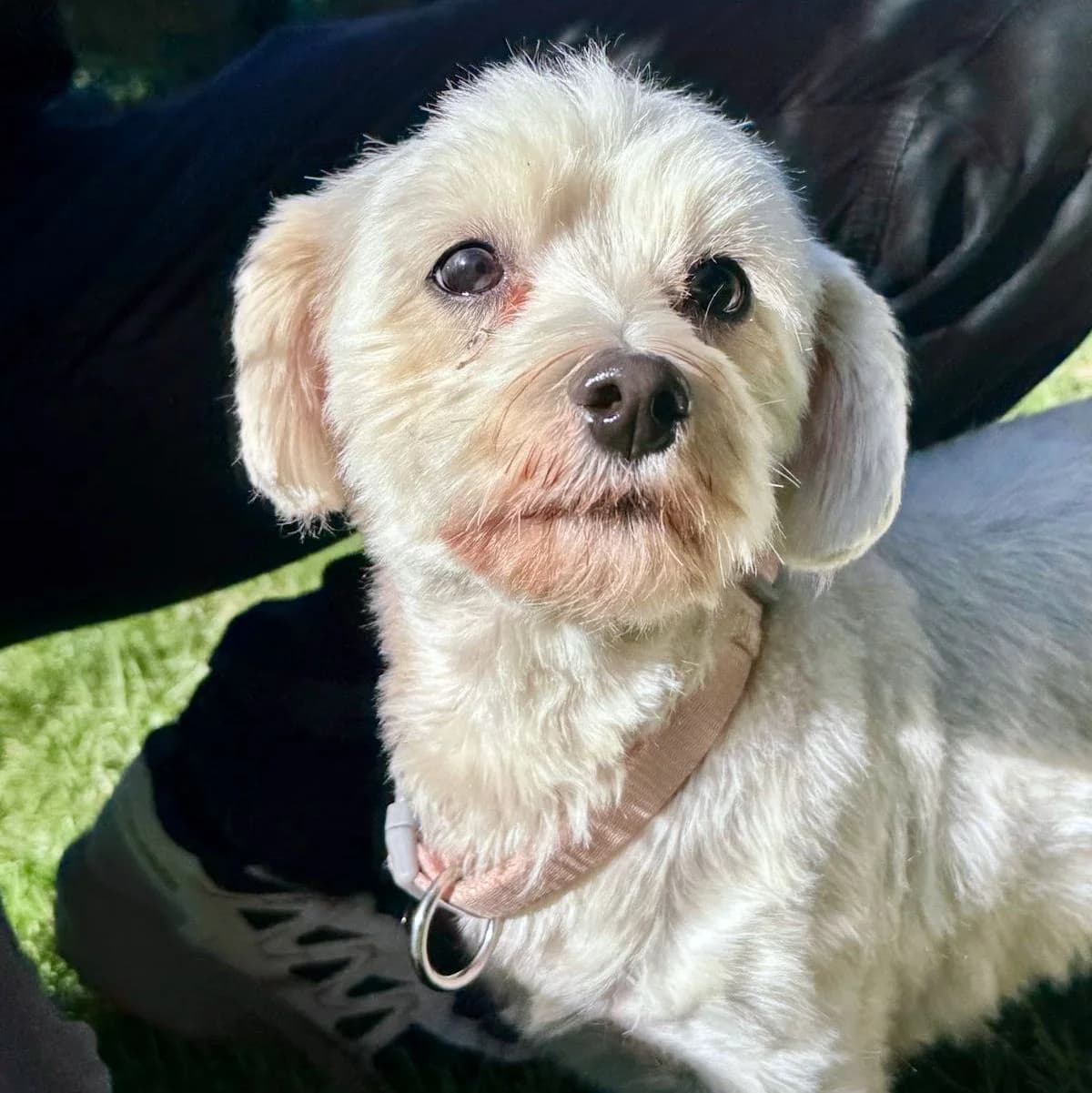 RAFAELA, weiss female 5yo Maltese for adoption at Aargauischer Tierschutzverein ATs, Zug (Allenwinden & Neuheim)