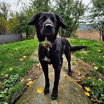 NALA, schwarz female puppy Mixed Breed for adoption at Aargauischer Tierschutzverein ATs, Zug (Allenwinden & Neuheim)