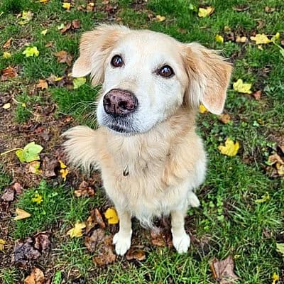 ELLA โ Pflegestelle gesucht, golden female puppy Golden Retriever for adoption at Aargauischer Tierschutzverein ATs, Zug (Allenwinden & Neuheim)