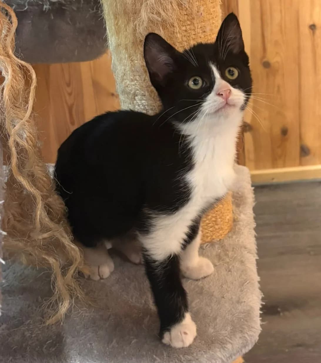 Agénor, Mixed Breed for adoption at AJPA Jura, Glovelier