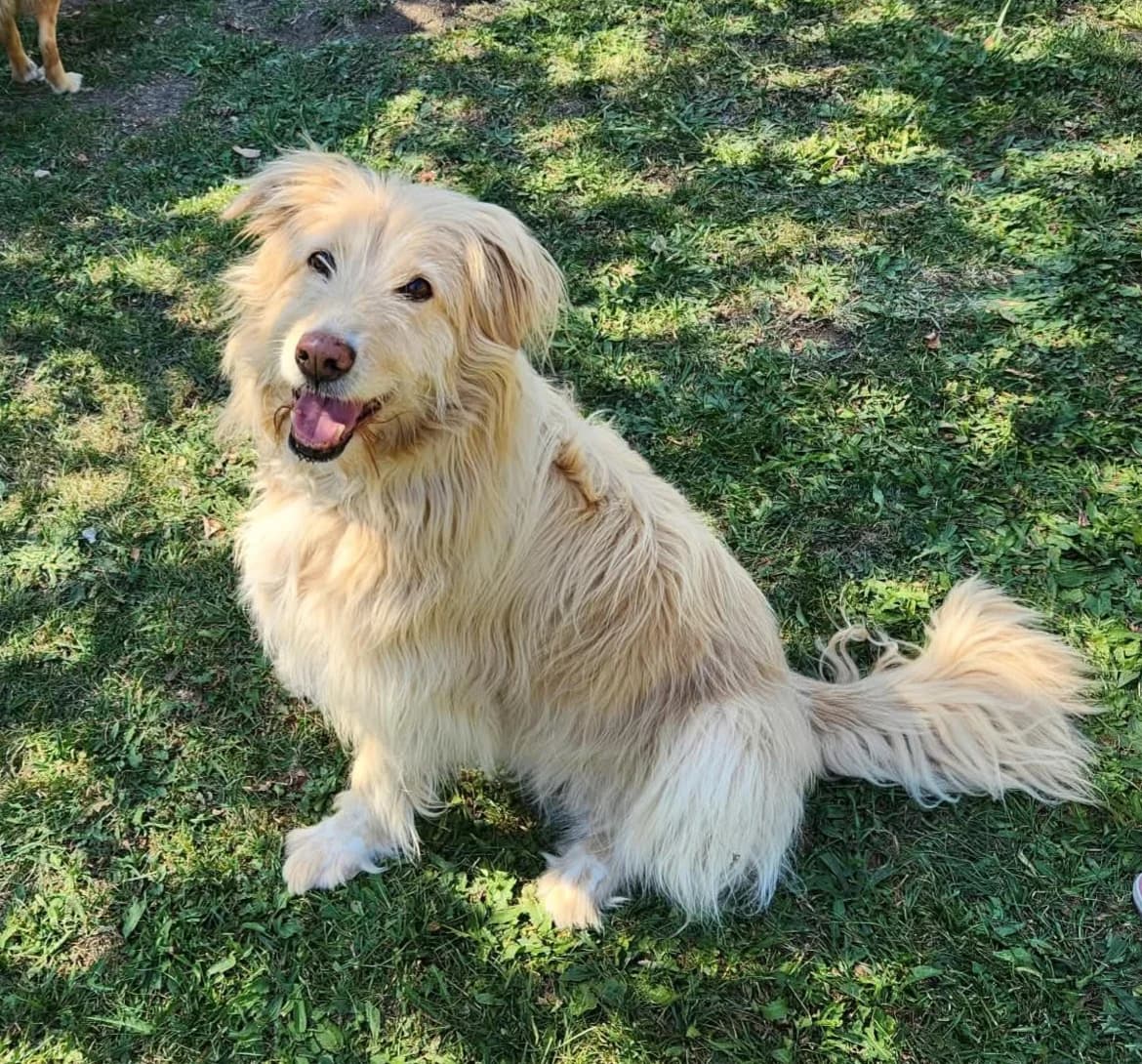 Bianca, Mixed Breed for adoption at AJPA Jura, Glovelier