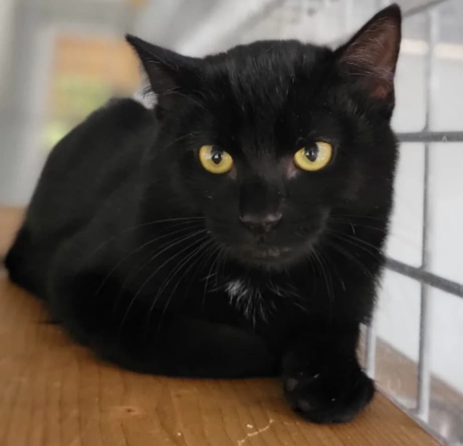 Blacky, Mixed Breed for adoption at AJPA Jura, Glovelier