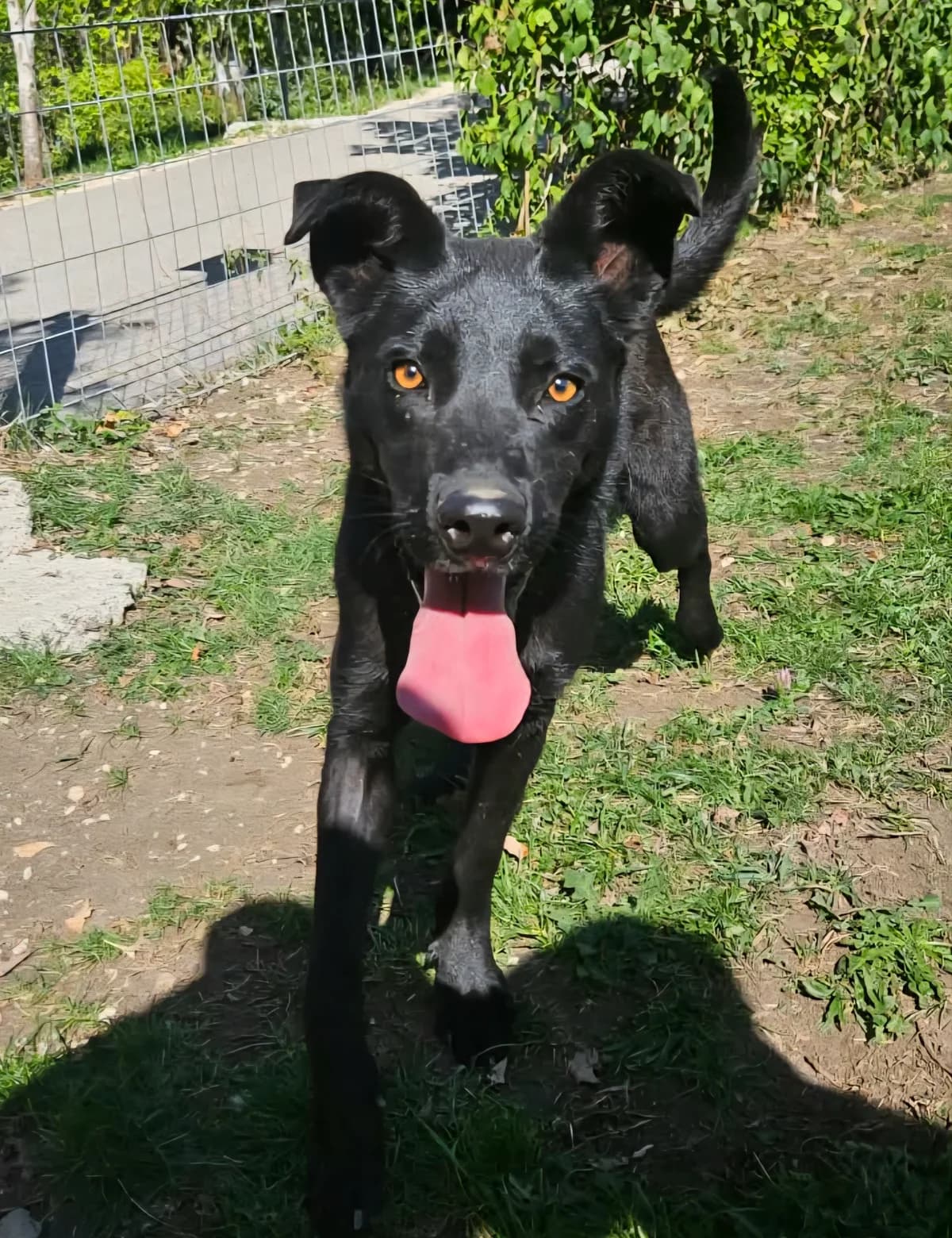 Bonnie, Mixed Breed for adoption at AJPA Jura, Glovelier