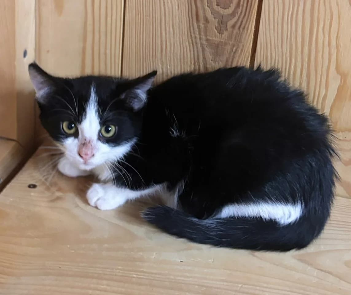 Cannelle, Mixed Breed for adoption at AJPA Jura, Glovelier