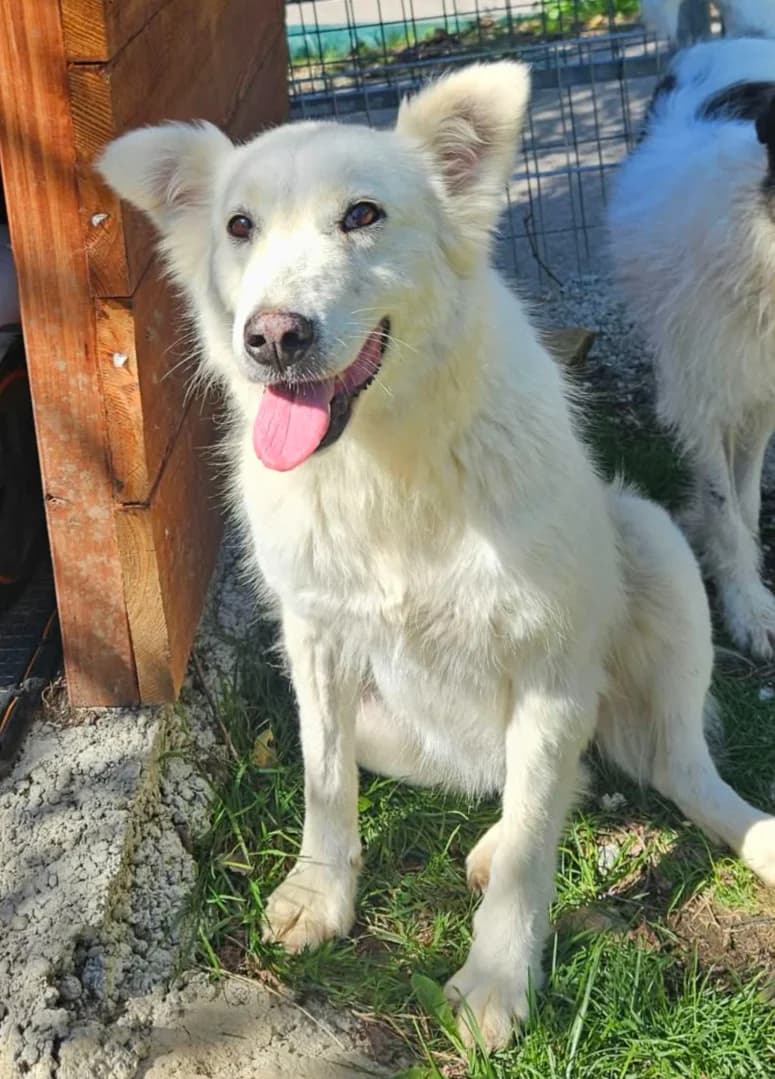 Fina, Mixed Breed for adoption at AJPA Jura, Glovelier