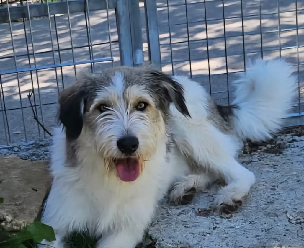 Inki, Mixed Breed for adoption at AJPA Jura, Glovelier