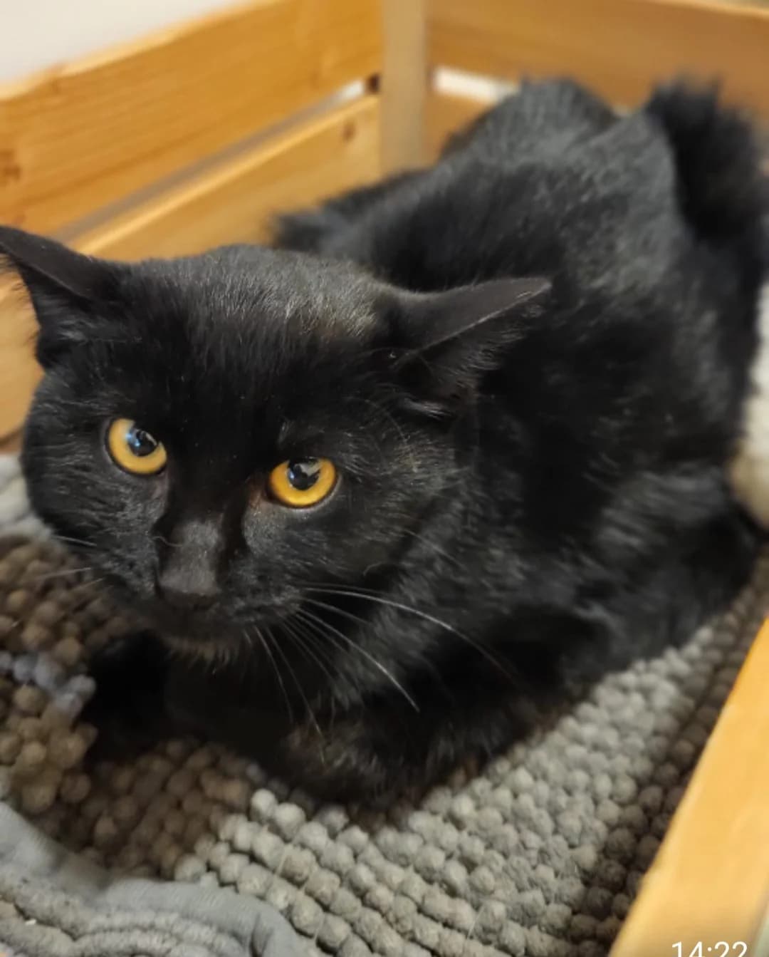 Oyra, Mixed Breed for adoption at AJPA Jura, Glovelier
