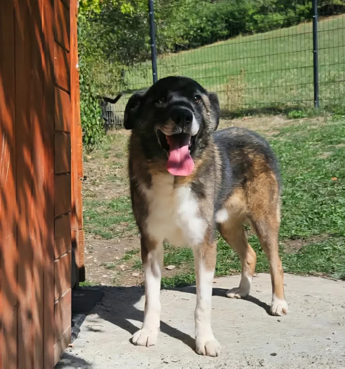Pepi, Mixed Breed for adoption at AJPA Jura, Glovelier