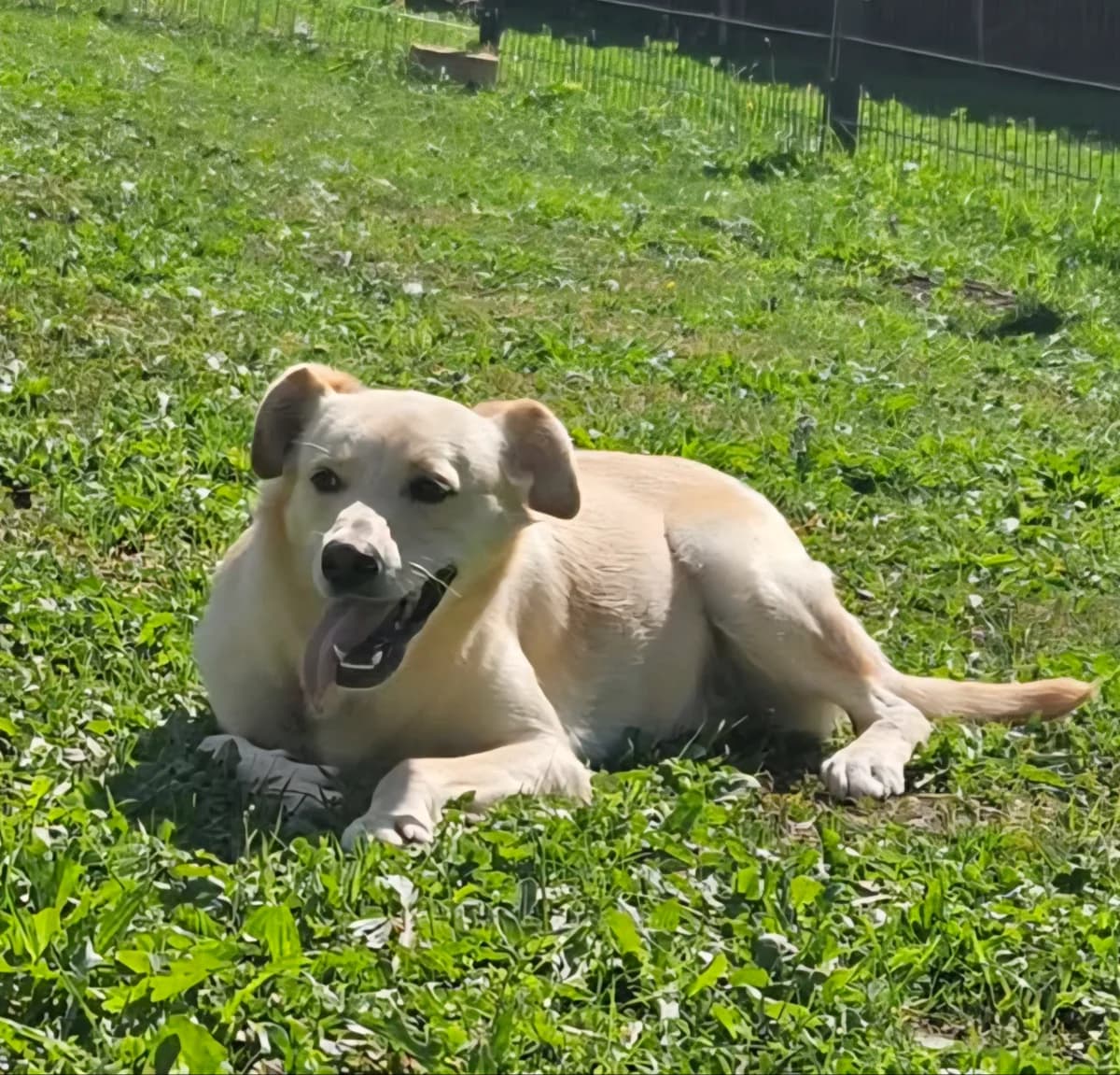 Pippa, Mixed Breed for adoption at AJPA Jura, Glovelier