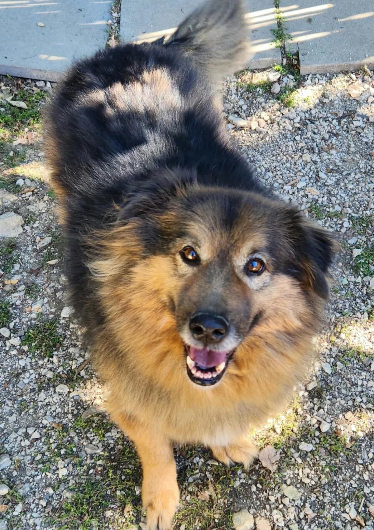 Sherlock, Mixed Breed for adoption at AJPA Jura, Glovelier