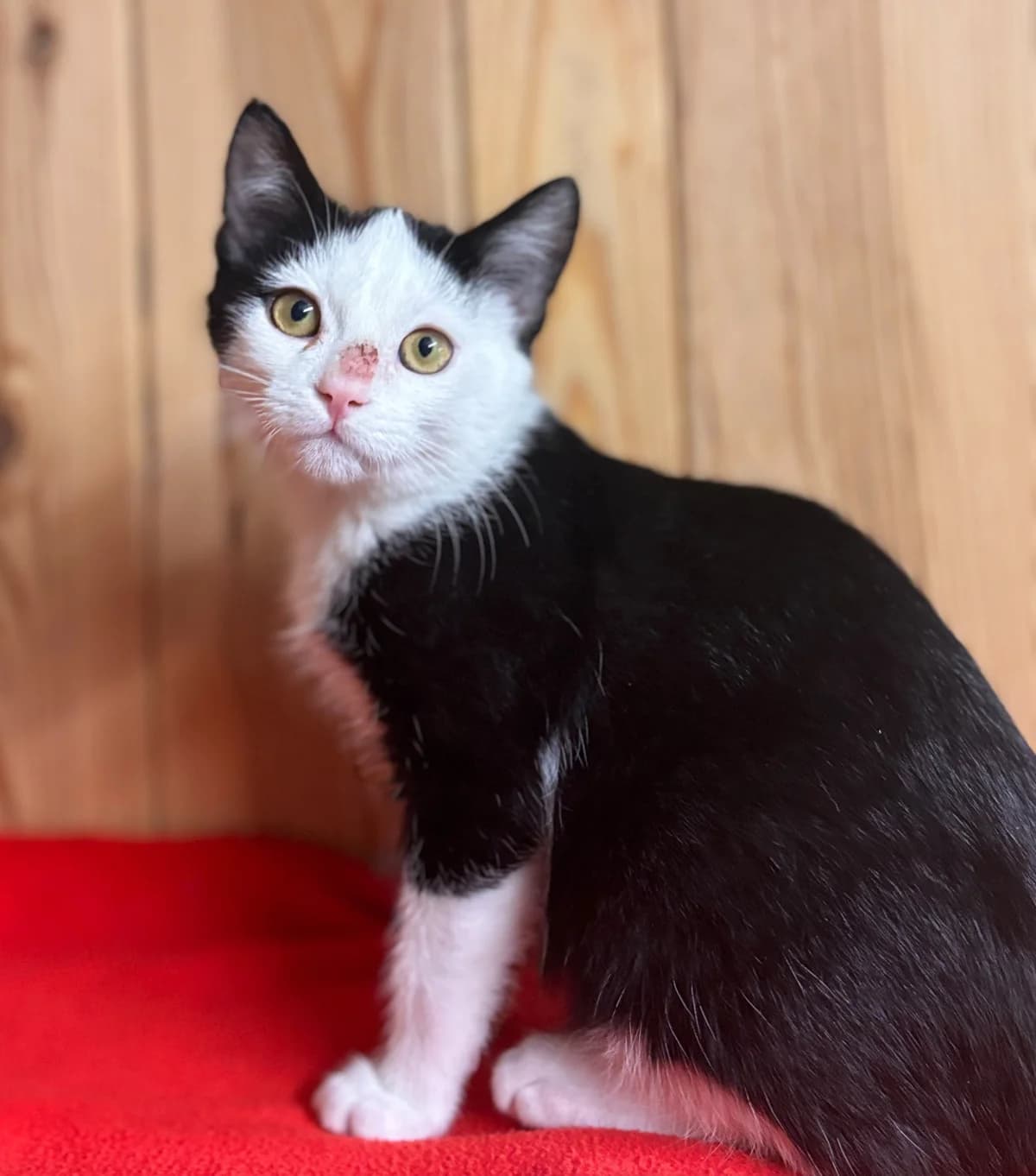 Soupi, Mixed Breed for adoption at AJPA Jura, Glovelier
