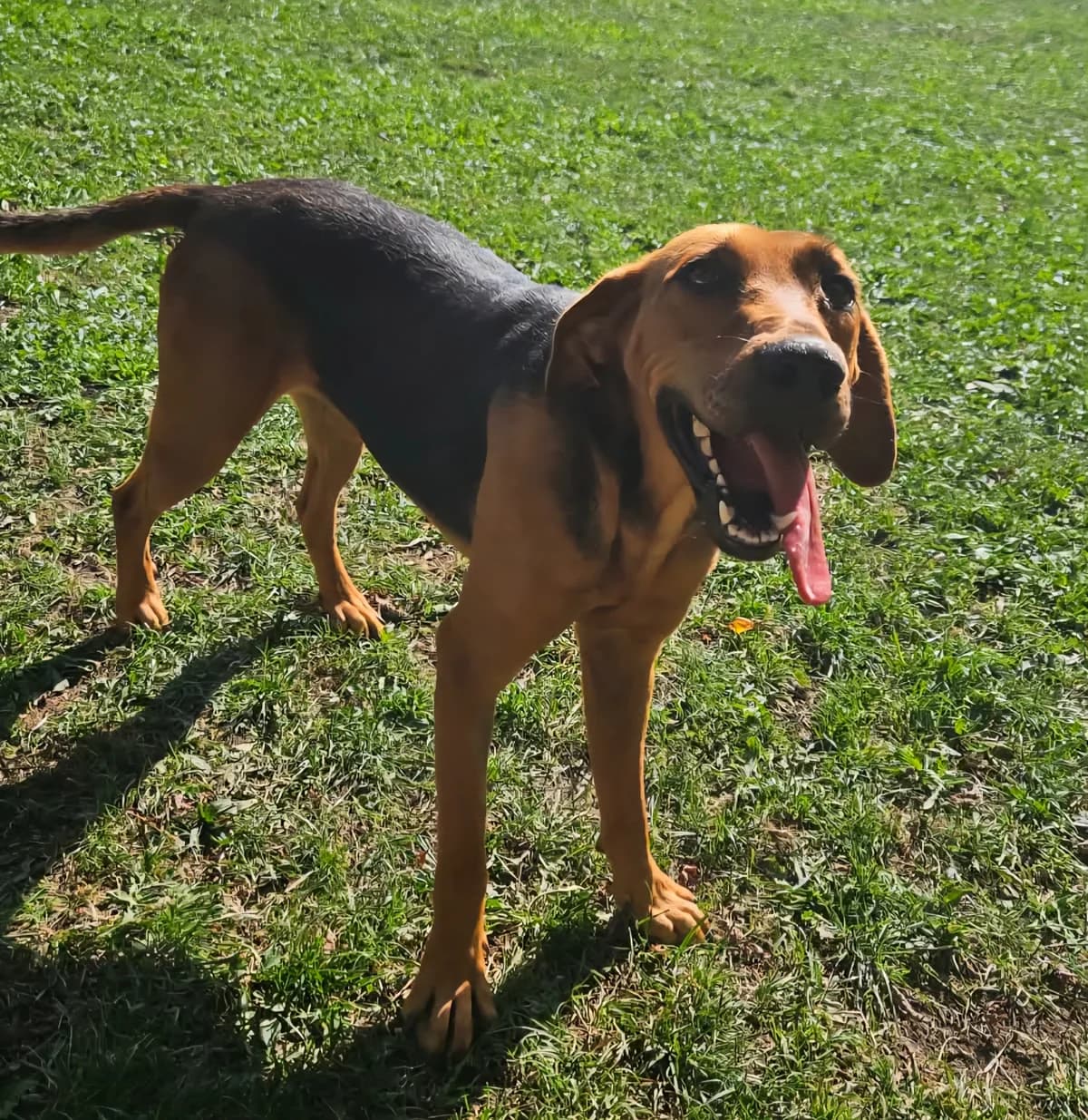 Vicky, Mixed Breed for adoption at AJPA Jura, Glovelier