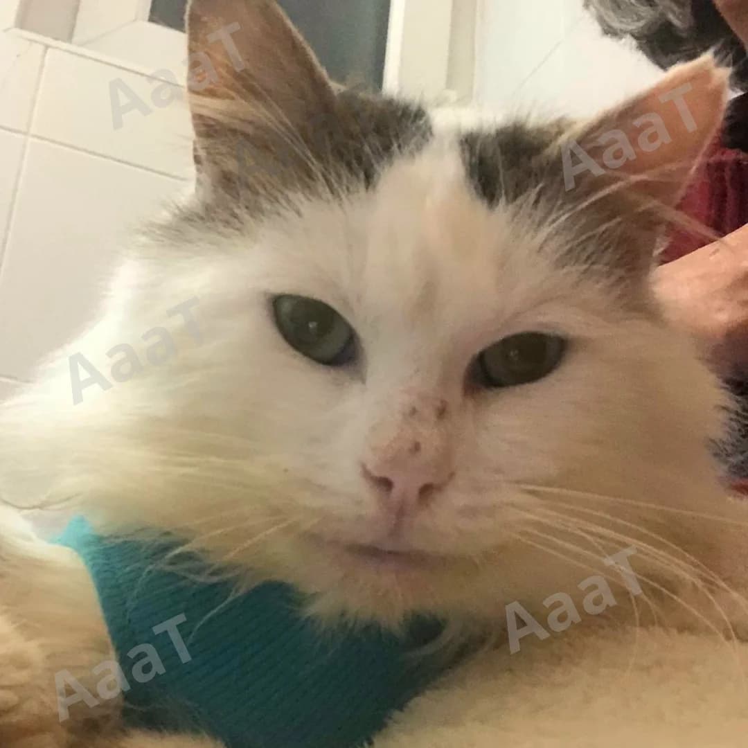 GENNARINO, male 6yo Mixed Breed for adoption at Amici degli Animali del Ticino, Lugano (TI)
