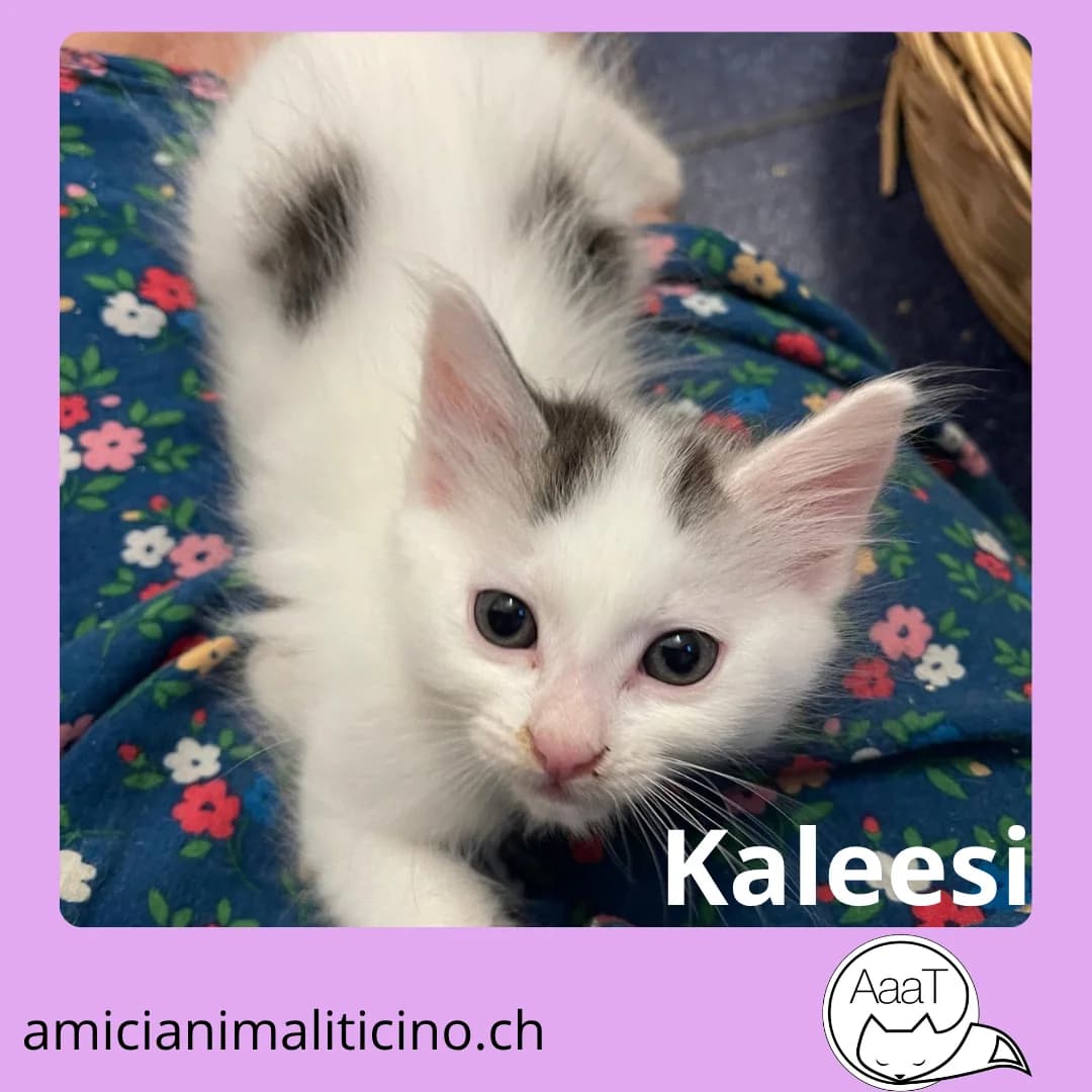 KALEESI, UGO, MARVIN e SALLYQuattro piccoli arrivati dal randagismo ticinese, puppy Mixed Breed for adoption at Amici degli Animali del Ticino, Lugano (TI)