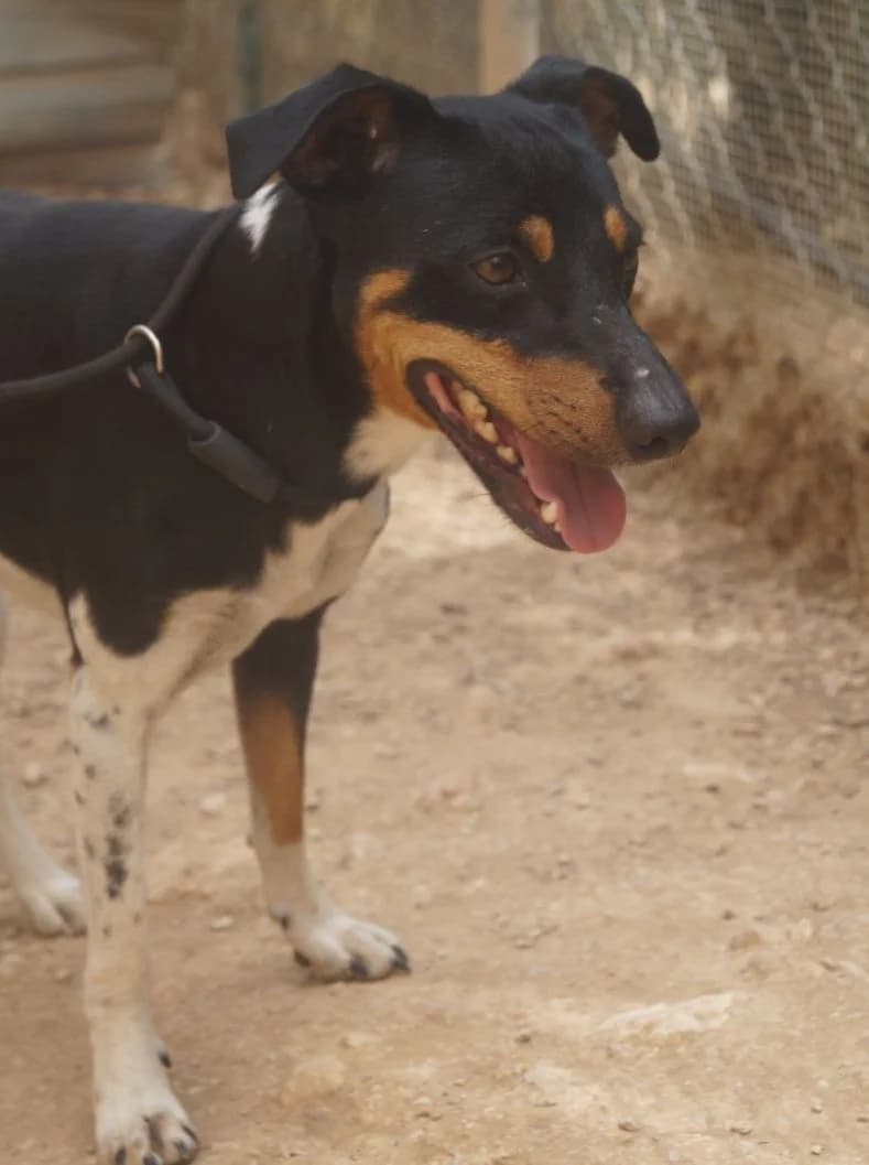 Marbel, male young Mixed Breed for adoption at ANDANA Pfotenhilfe Schweiz