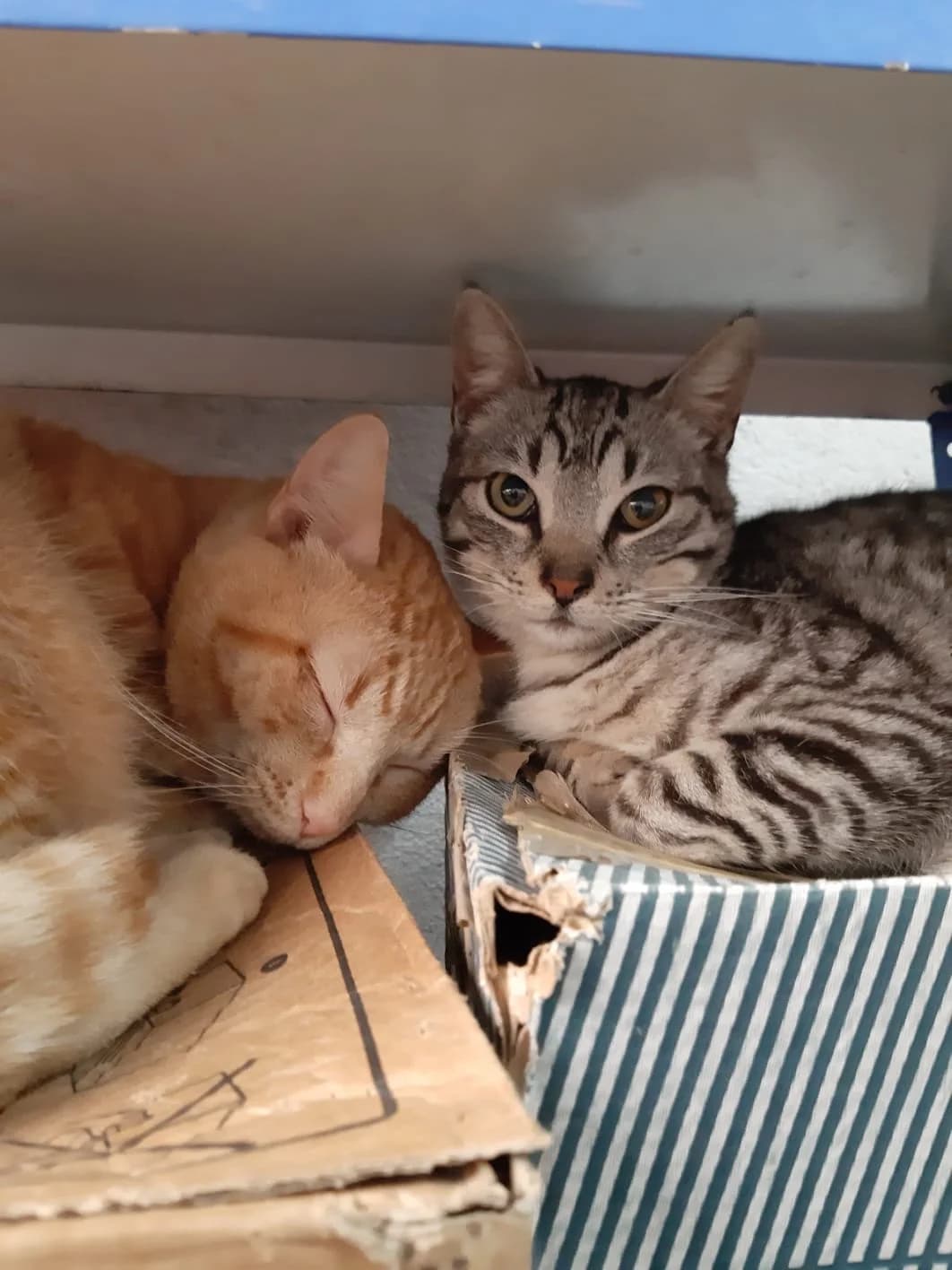 Pilin & Fani, getigert male young Mixed Breed Cat for adoption at ANDANA Pfotenhilfe Schweiz
