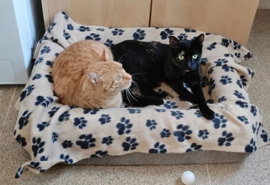 Amorino & Luciana, male Mixed Breed Cat for adoption at ANDANA Pfotenhilfe Schweiz, Andana Pfotenhilfe