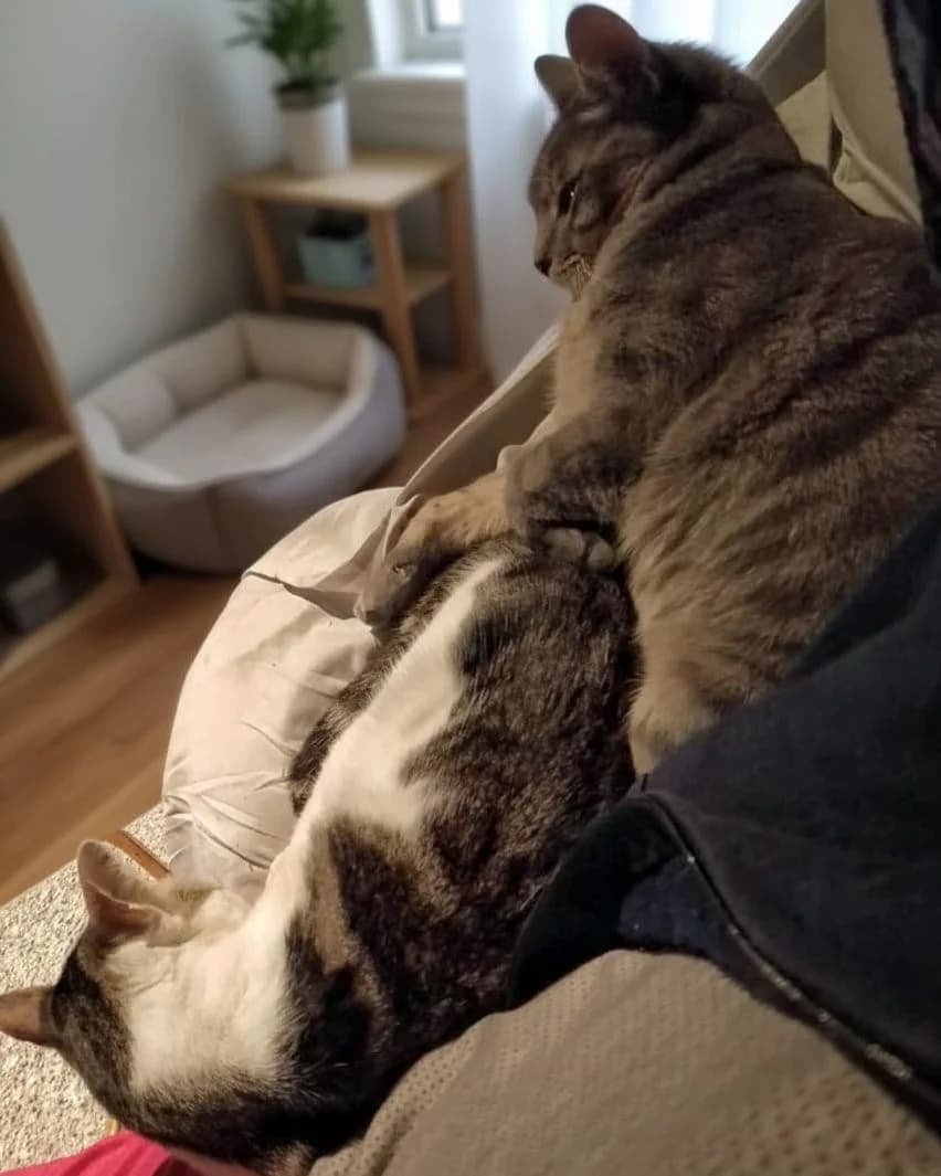 Nora, female Mixed Breed Cat for adoption at ANDANA Pfotenhilfe Schweiz, Andana Pfotenhilfe