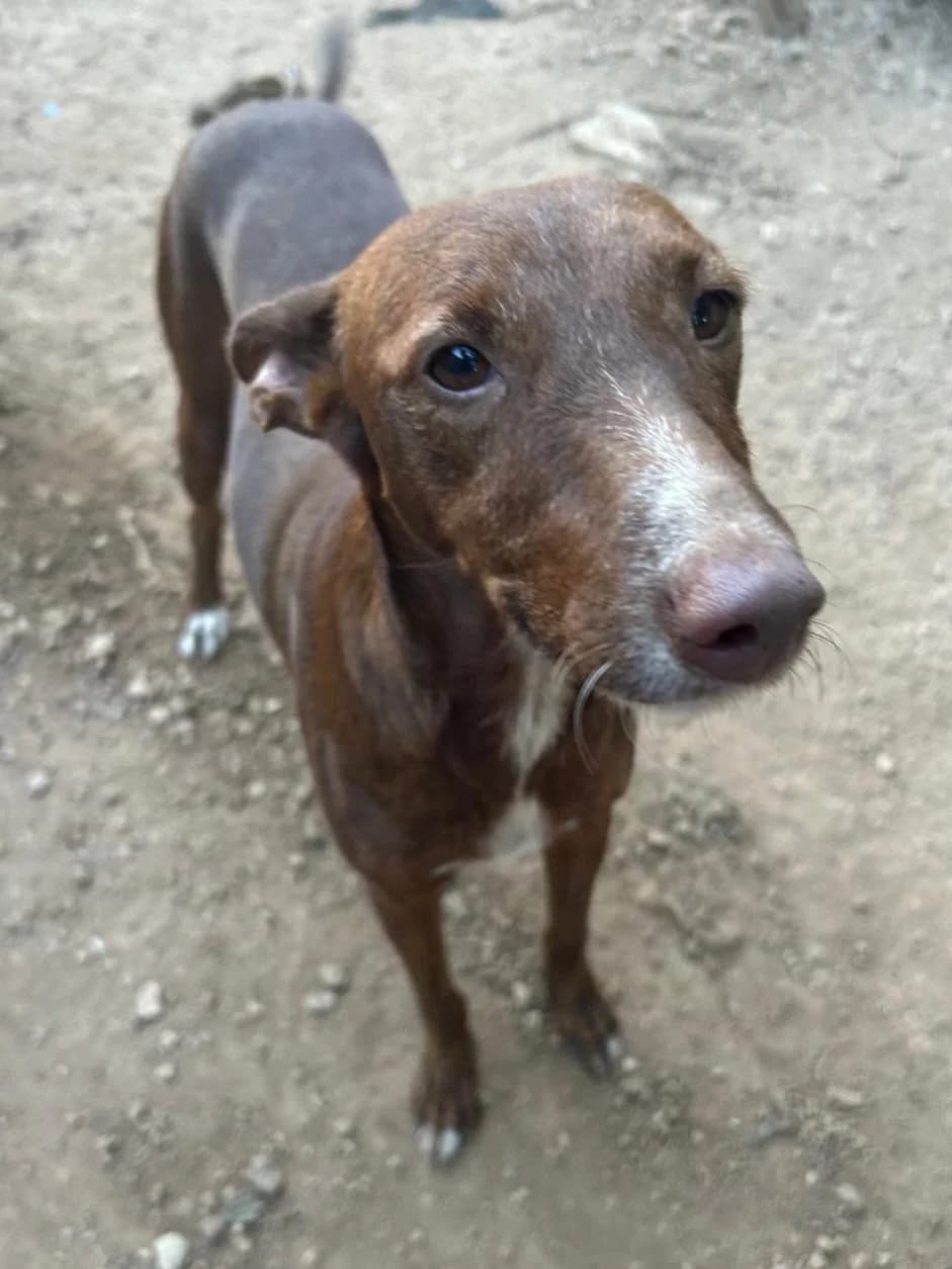 Pia, female 3yo Mixed Breed for adoption at ANDANA Pfotenhilfe Schweiz