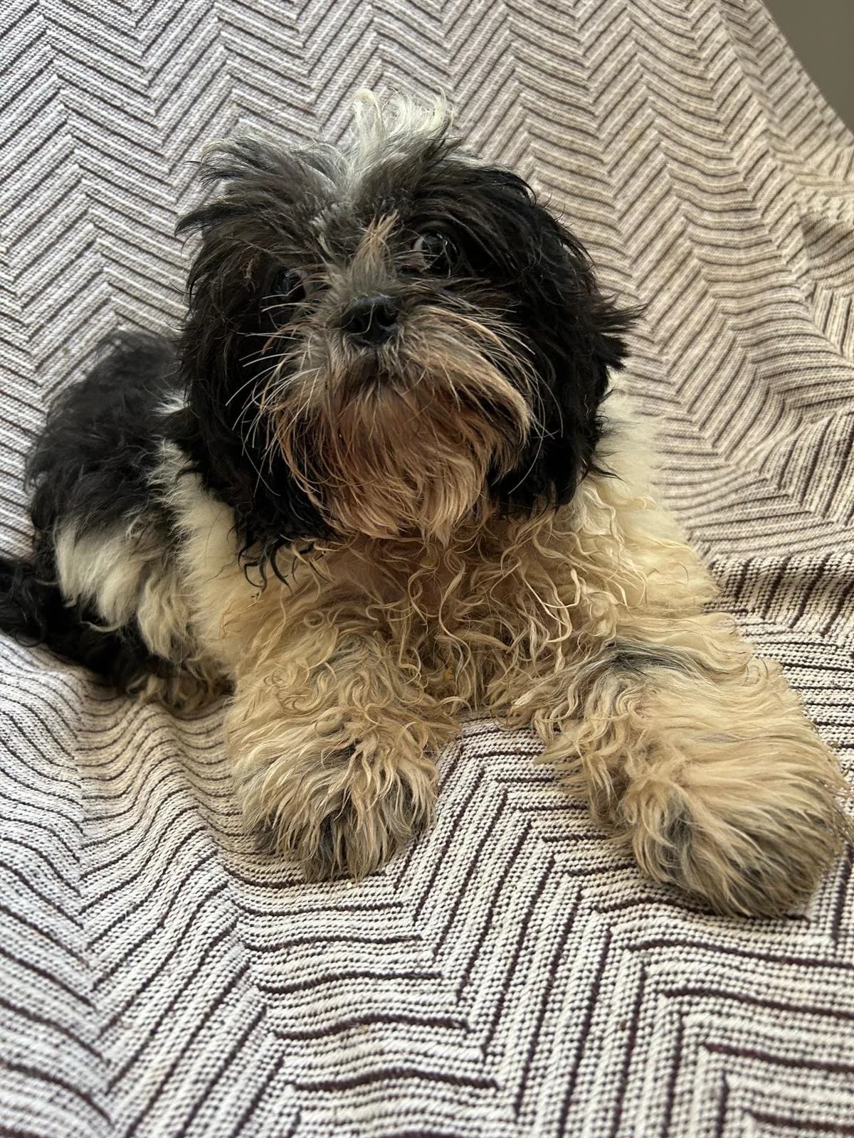 Joschi, male puppy Mixed Breed for adoption at ANDANA Pfotenhilfe Schweiz