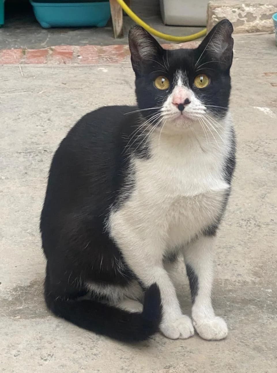 Chico, male mixed breed for adoption at ANDANA Pfotenhilfe Schweiz, Andana Pfotenhilfe