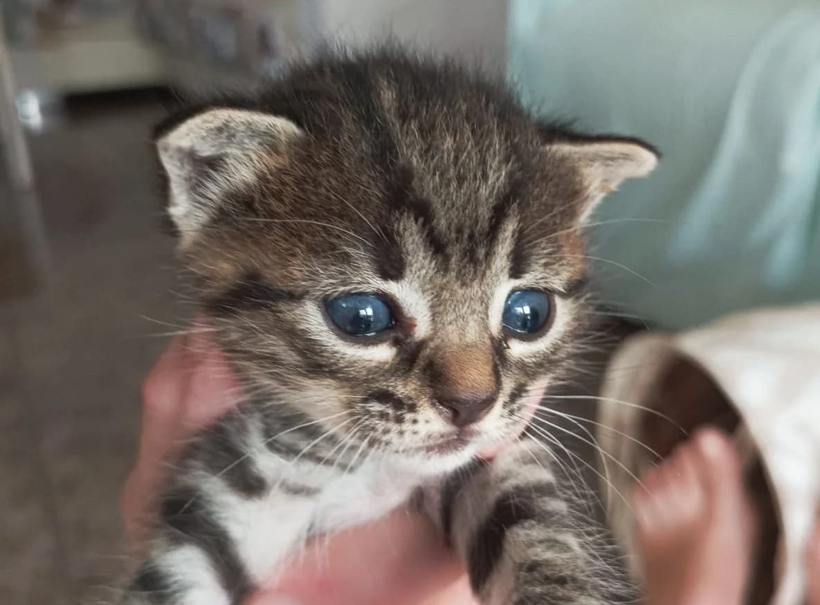 Dan & Dyan, male puppy Mixed Breed Cat for adoption at ANDANA Pfotenhilfe Schweiz