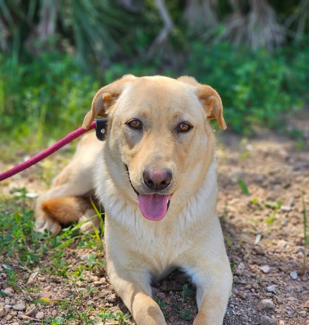 Winni, female young Mixed Breed for adoption at ANDANA Pfotenhilfe Schweiz