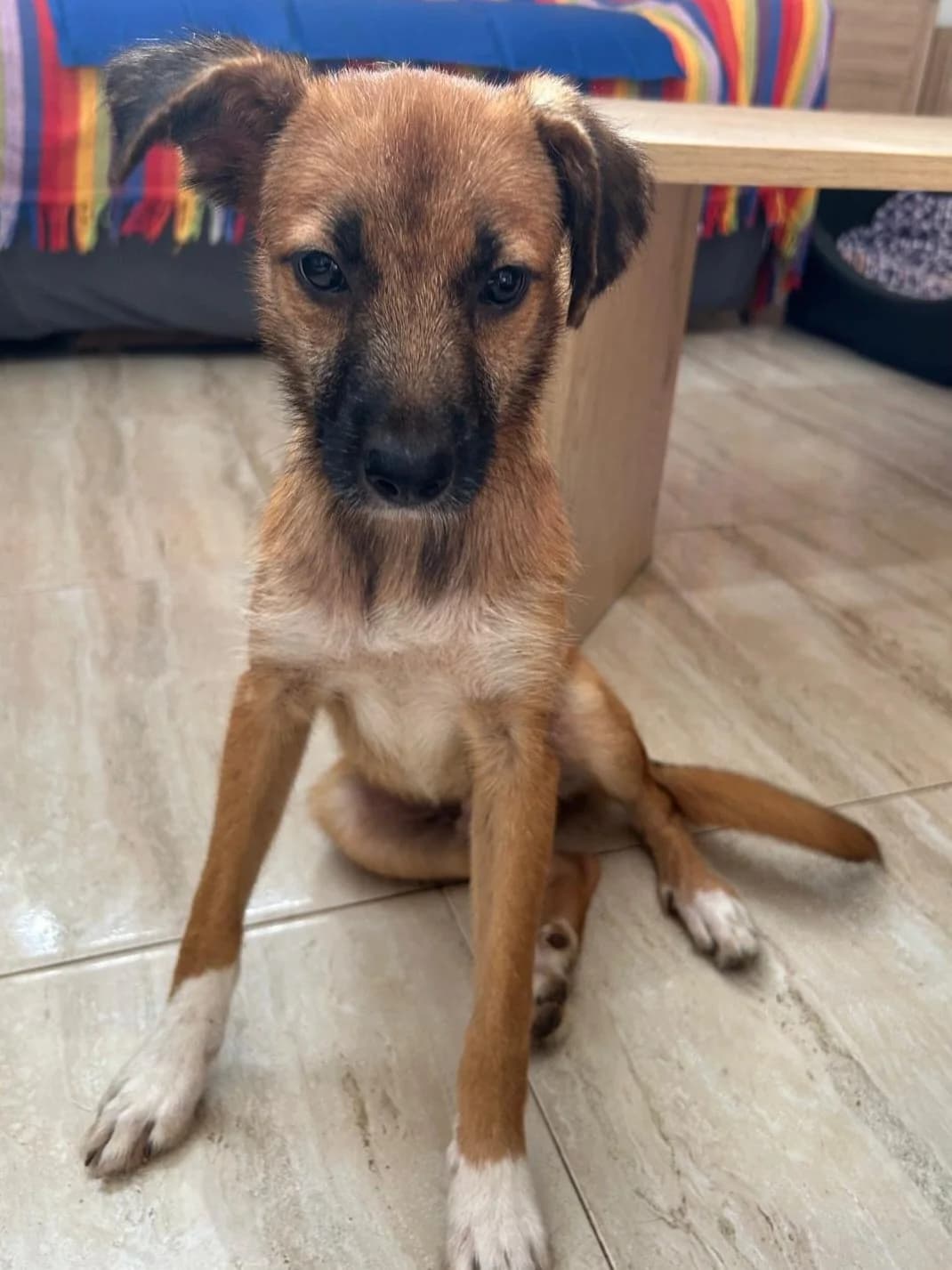 Nicki, male puppy Mixed Breed for adoption at ANDANA Pfotenhilfe Schweiz