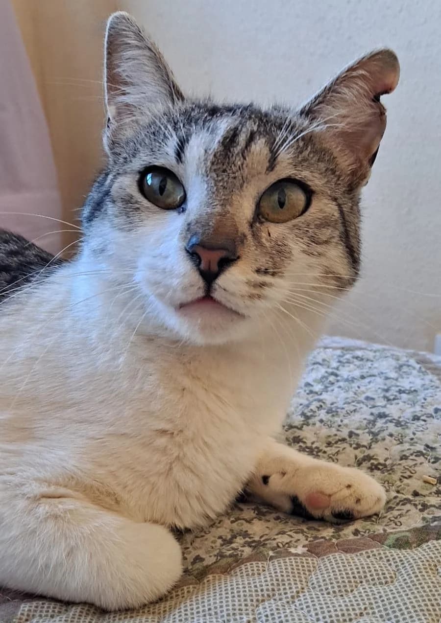 Suso, male Mixed Breed Cat for adoption at ANDANA Pfotenhilfe Schweiz, Andana Pfotenhilfe