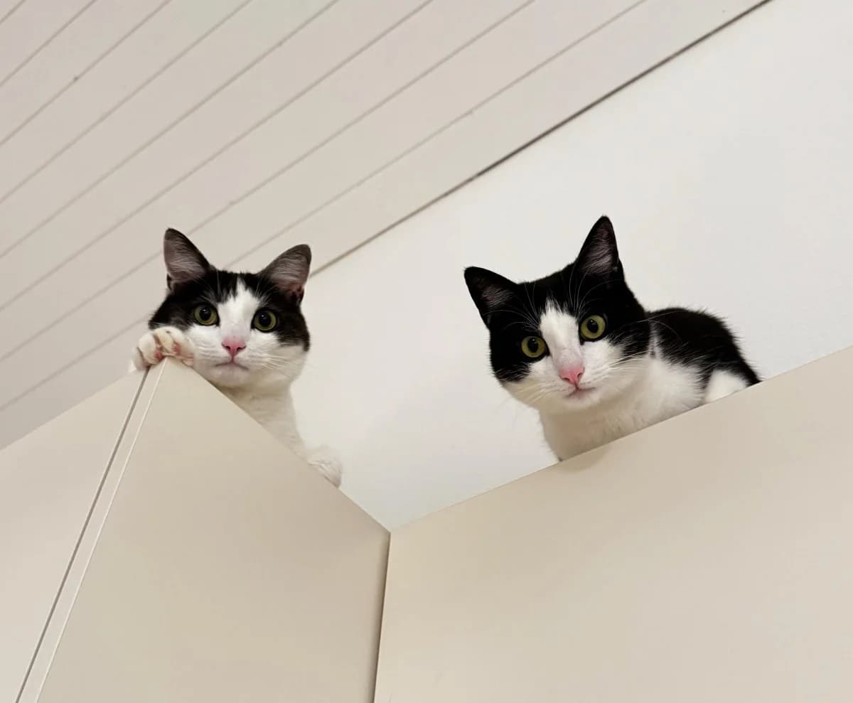 Jamie & Money, male Mixed Breed Cat for adoption at ANDANA Pfotenhilfe Schweiz, Andana Pfotenhilfe