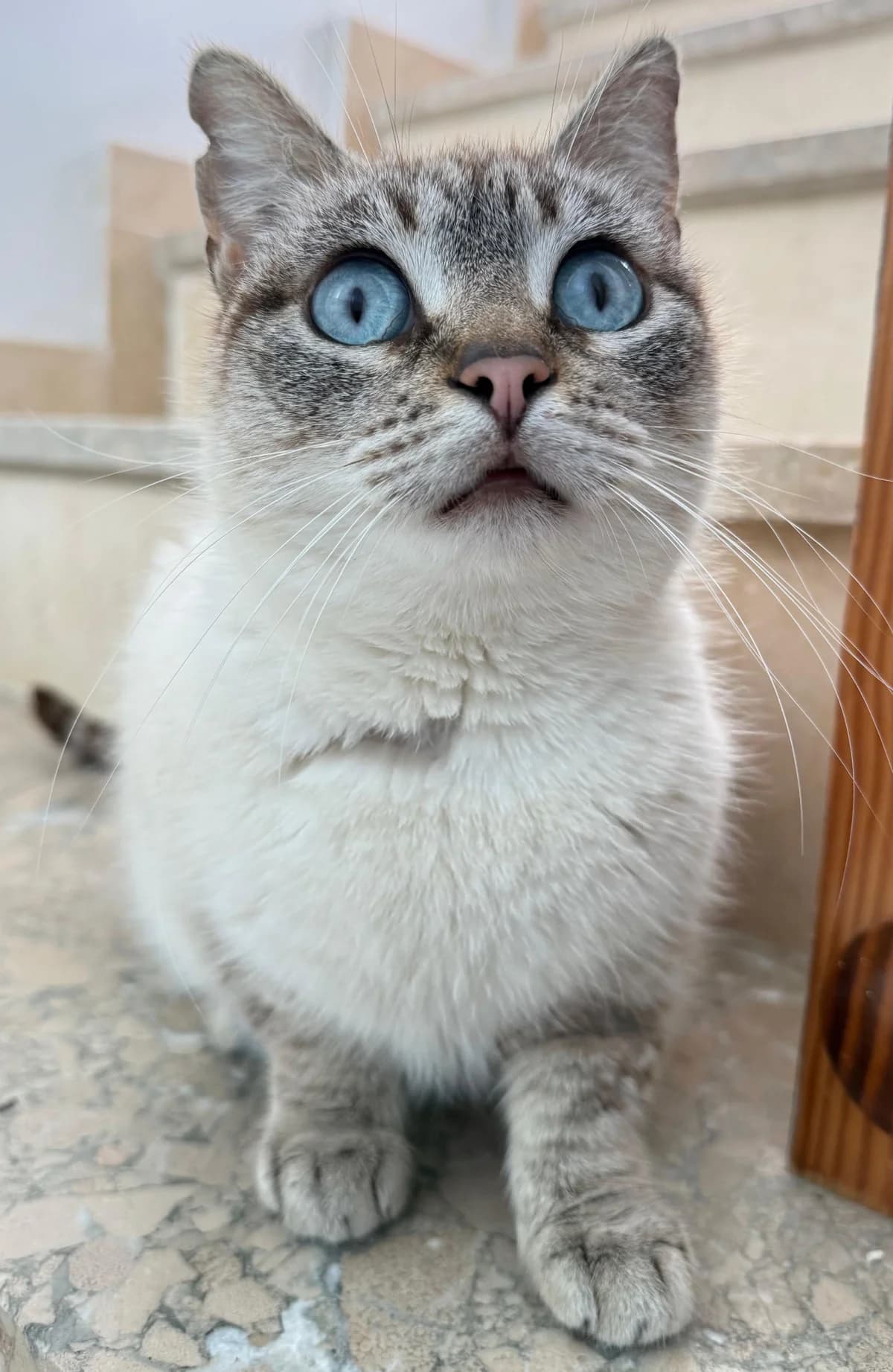 Blanqueta, female Mixed Breed Cat for adoption at ANDANA Pfotenhilfe Schweiz, Andana Pfotenhilfe