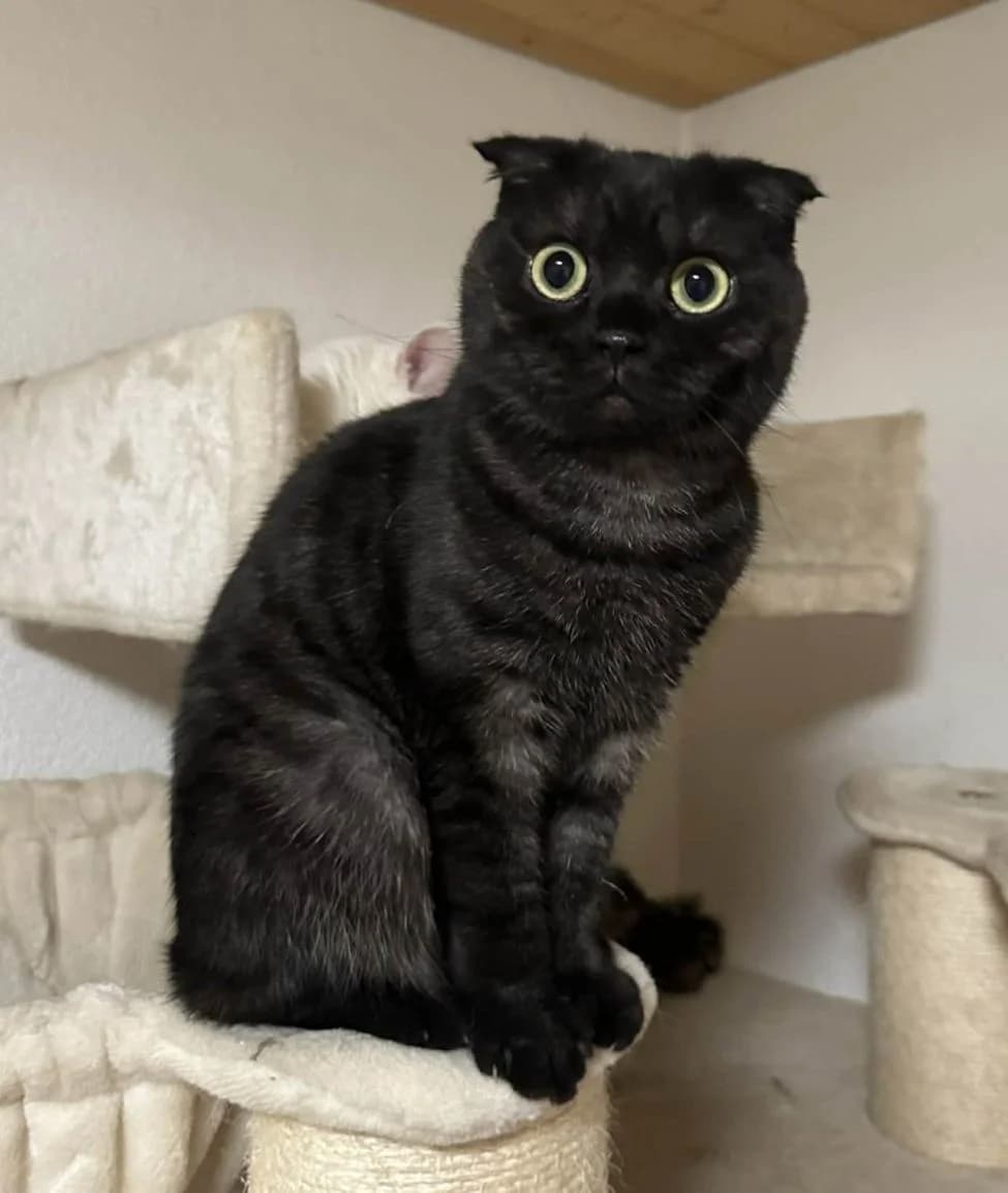 Simma & Milla, female young Scottish Fold for adoption at ANDANA Pfotenhilfe Schweiz